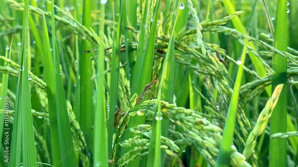 Insect pests that land on rice plants. Pests that stick to green rice grains Insect pests that land on rice plants. Pests that stick to green rice grains