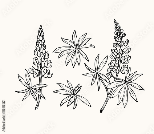 Hand drawn lupin flower branches collection	