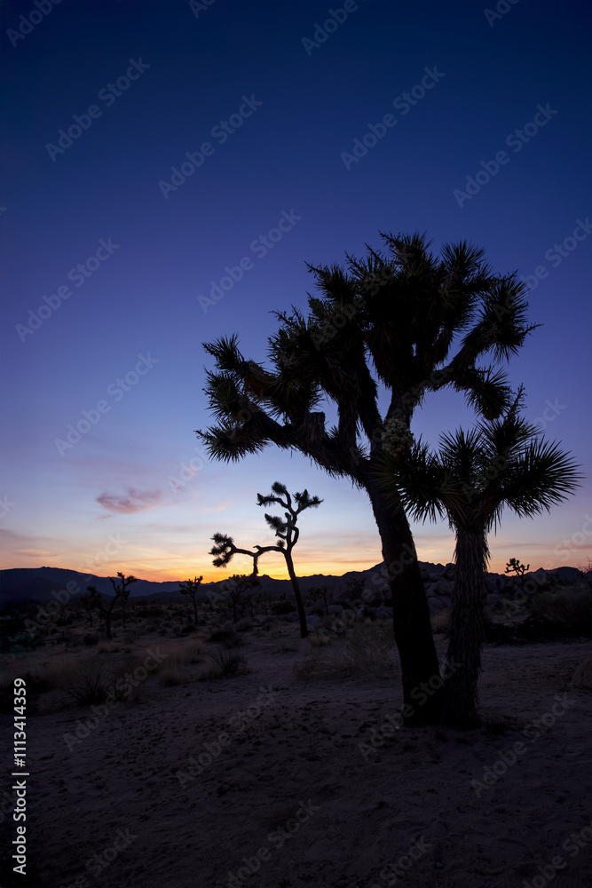 Joshua tree national park in South West California shot during twilight hours Joshua tree national park in South West California shot during twilight hours