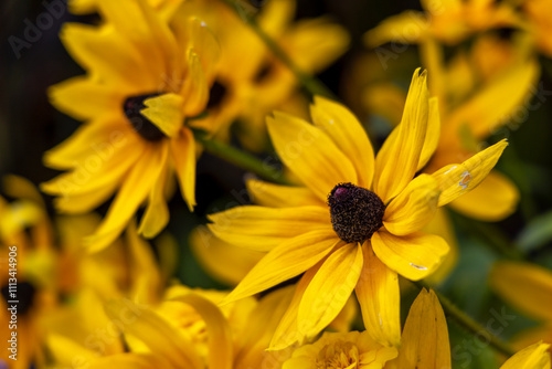 Detailaufnahme einer gelben Blume photo