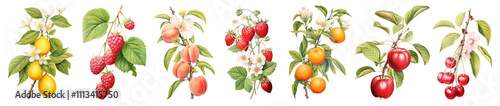 PNG Vintage  fruit bunch illustration set on transparent background © Rawpixel.com