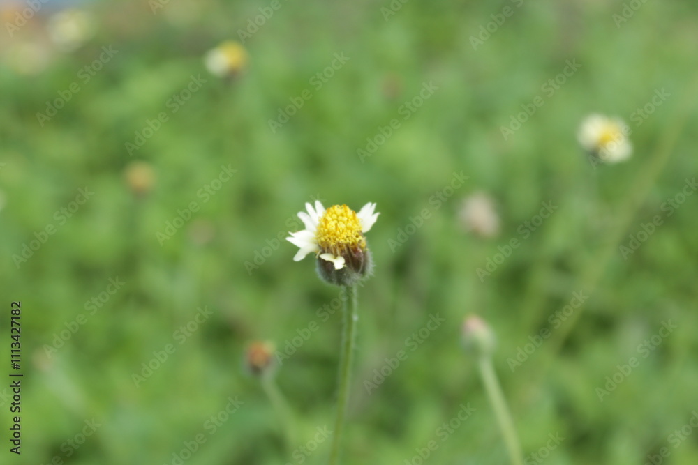 daisies in the grass daisies in the grass