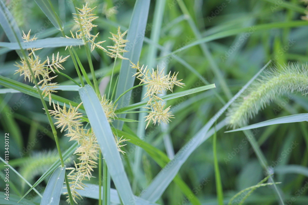 Image of the blooming Neodobangdongsani on the Daecheongcheon Stream Trail Image of the blooming Neodobangdongsani on the Daecheongcheon Stream Trail