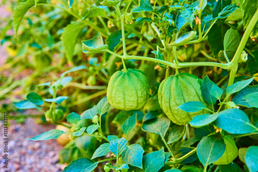 Tomatillo Plants in Papery Husks Close Up in Garden Setting Tomatillo Plants in Papery Husks Close Up in Garden Setting