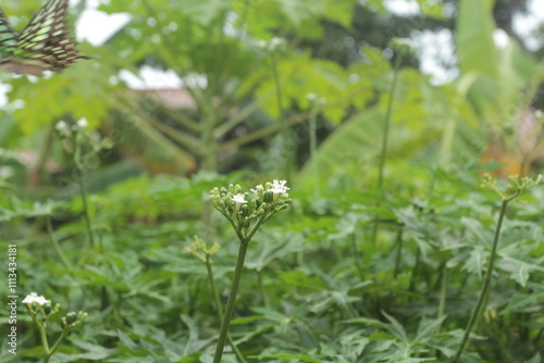 flowers in the grass