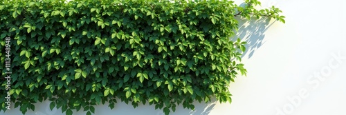 Wallpaper Mural Lush green ivy cascading over a white wall, perfect for illustrating concepts of nature, sustainability, and urban gardening in design or marketing materials. Torontodigital.ca