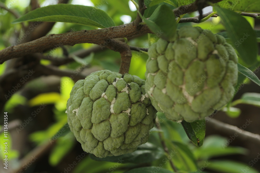custard apple or sugar apple custard apple or sugar apple
