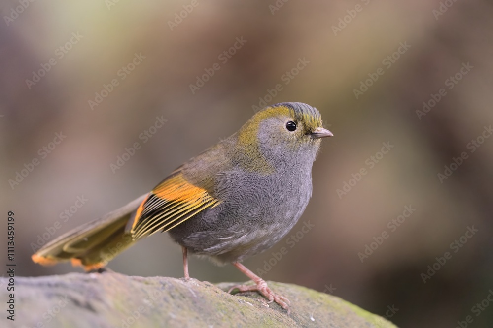 Portrait of a Emei Shan liocichla. A beautiful song bird sitting on the stone. The wild nature of Sichuan, China. Liocichla omeiensis Portrait of a Emei Shan liocichla. A beautiful song bird sitting on the stone. The wild nature of Sichuan, China. Liocichla omeiensis