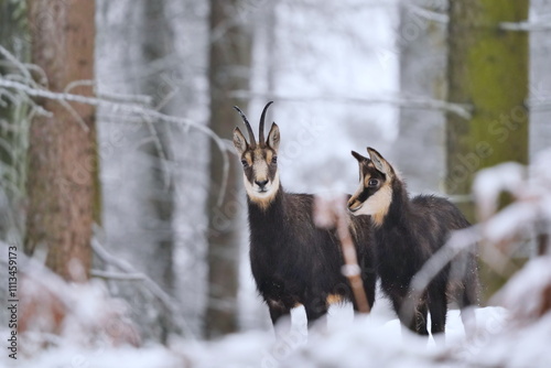 Two chamois stand in a snowy forest. Rupicapra rupicapra