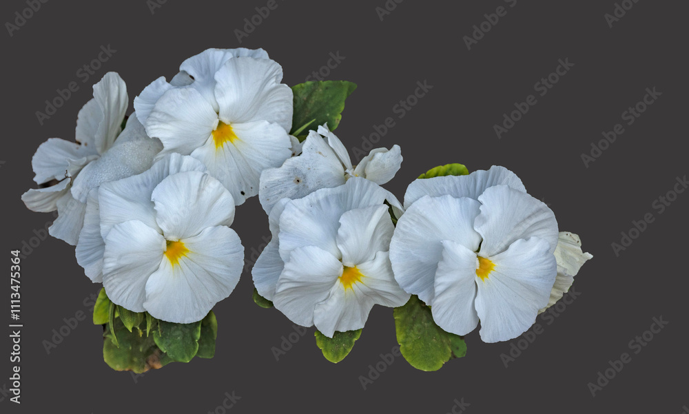 Fototapeta premium White flower isolated on background