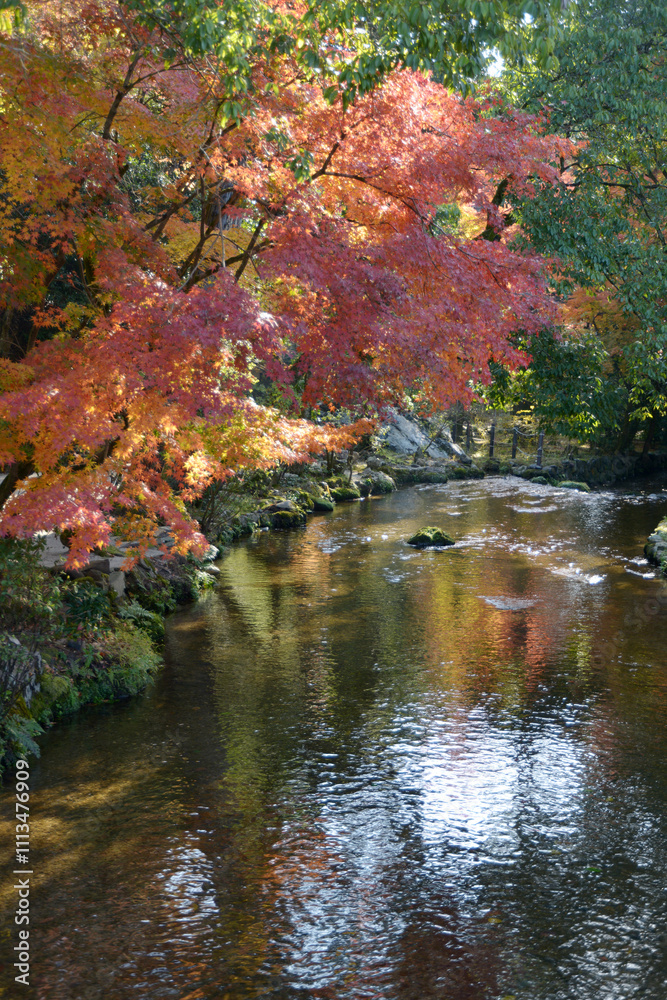 上賀茂神社 紅葉のならの小川 京都市北区 上賀茂神社 紅葉のならの小川 京都市北区