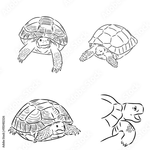 turtle in outlines - vector illustration. Asian land turtle, vector