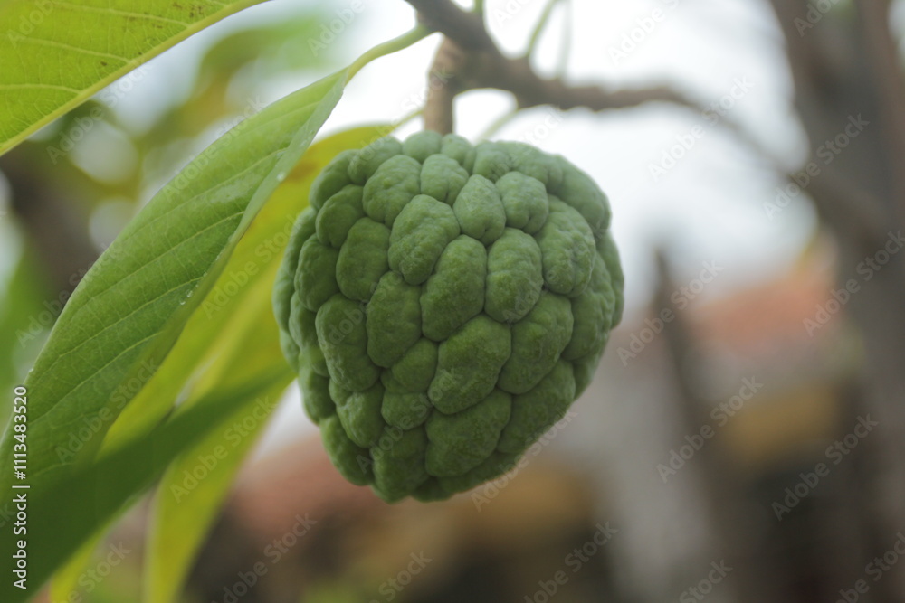 custard apple or sugar apple. custard apple or sugar apple.