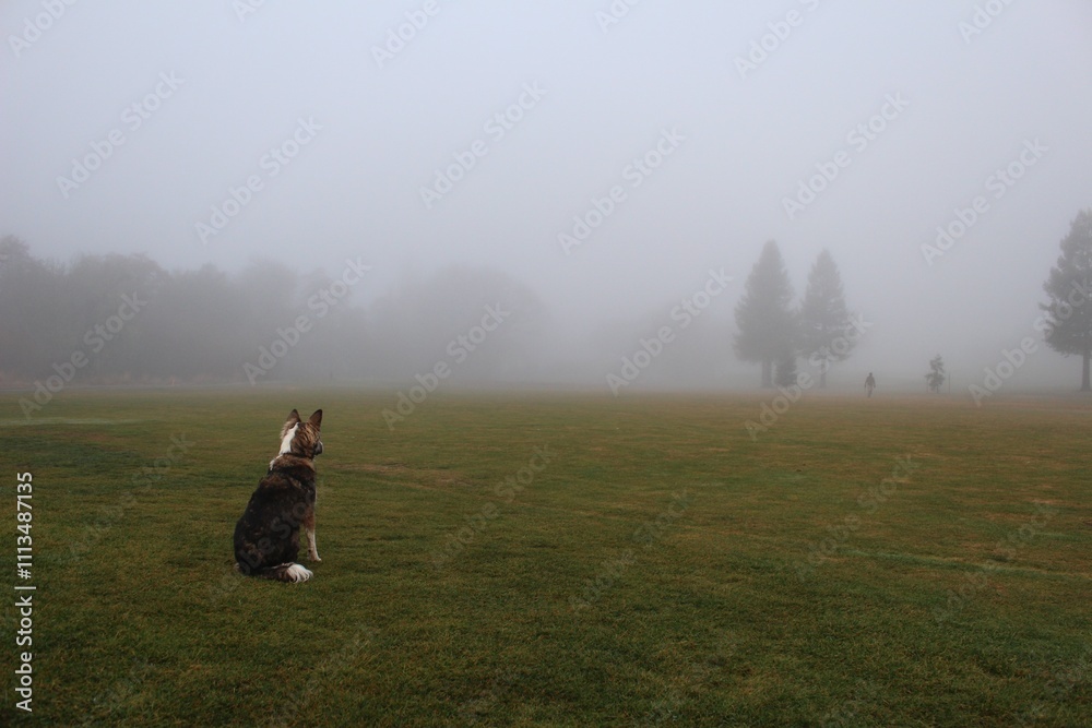 A dog on a golf course on a rainy day. A dog on a golf course on a rainy day.