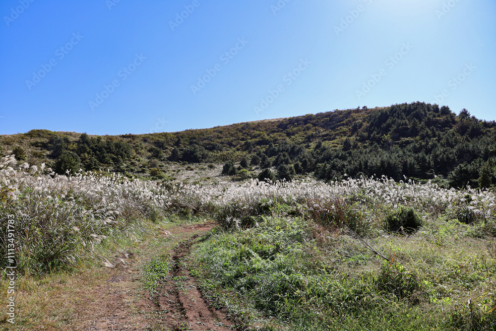 산 정상을 올라가는 숲길, 제주 제주시 한림읍 금악리 정물오름 산 정상을 올라가는 숲길, 제주 제주시 한림읍 금악리 정물오름