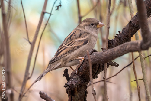 sparrow sitting on a branch close up