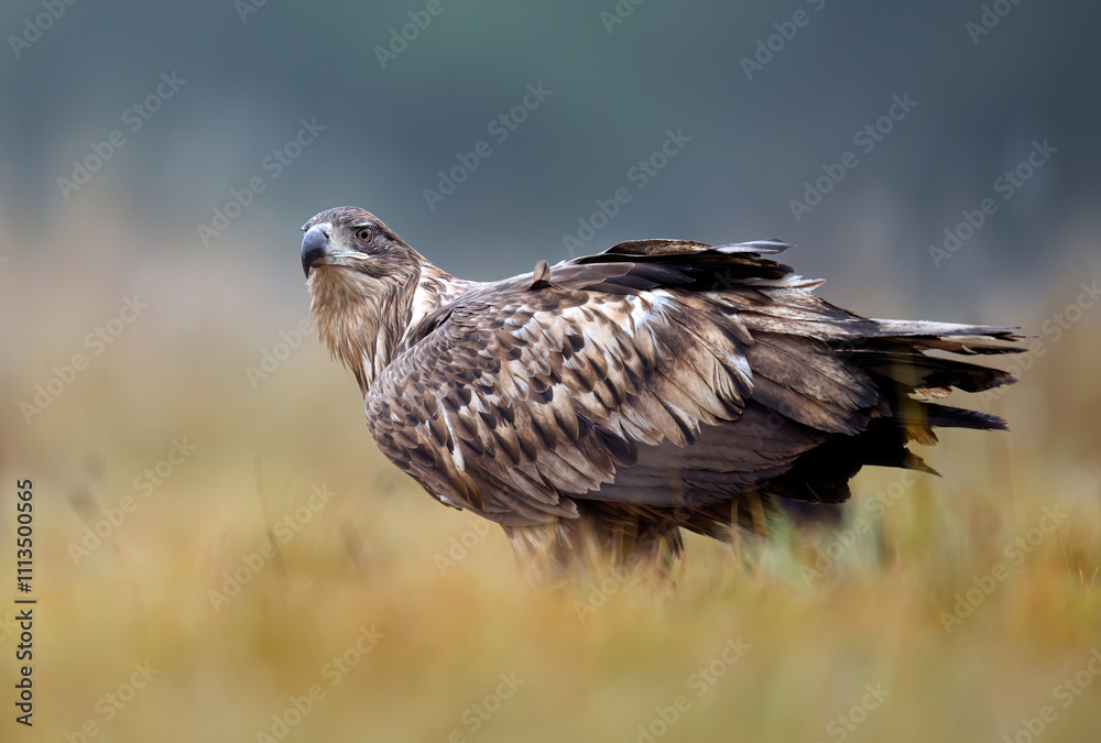 White tailed eagle ( Haliaeetus albicilla) White tailed eagle ( Haliaeetus albicilla)
