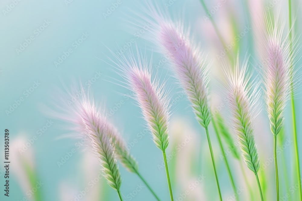 Soft pink grass flowers against a light blue sky. Soft pink grass flowers against a light blue sky.