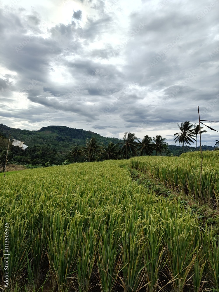 Rice produced by farmers is a staple food for the people of Java, Asia, Indonesia	