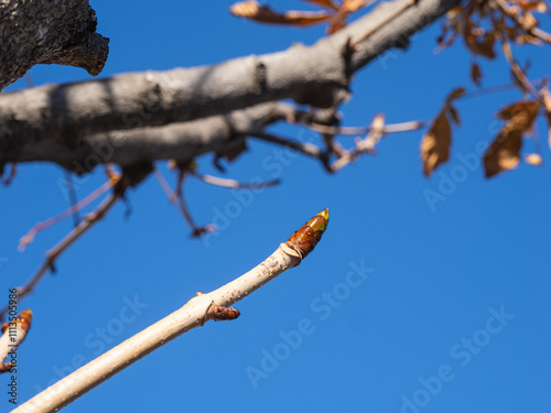 マロニエの冬芽。冬空の下、寒さに耐えながら、春を待っている。
Winter buds of marronnier. They are waiting for spring, enduring the cold under the winter sky. photo