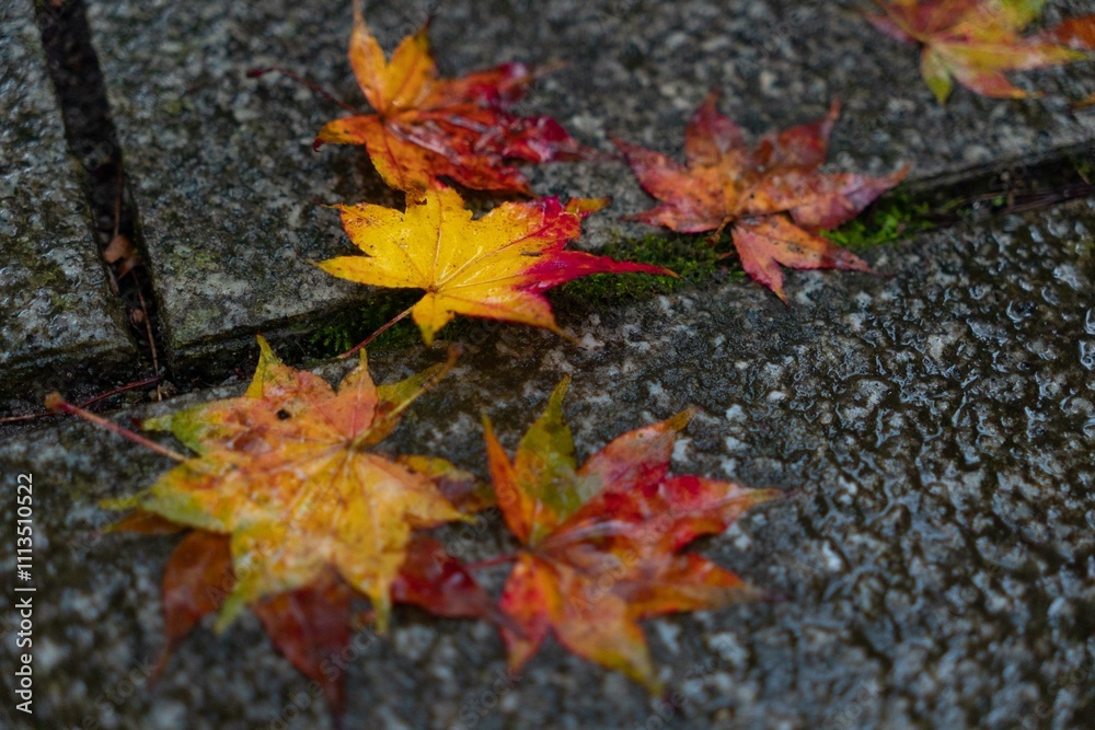 Autumn maple leaves in yellow, orange and red tones against wet floor Autumn maple leaves in yellow, orange and red tones against wet floor