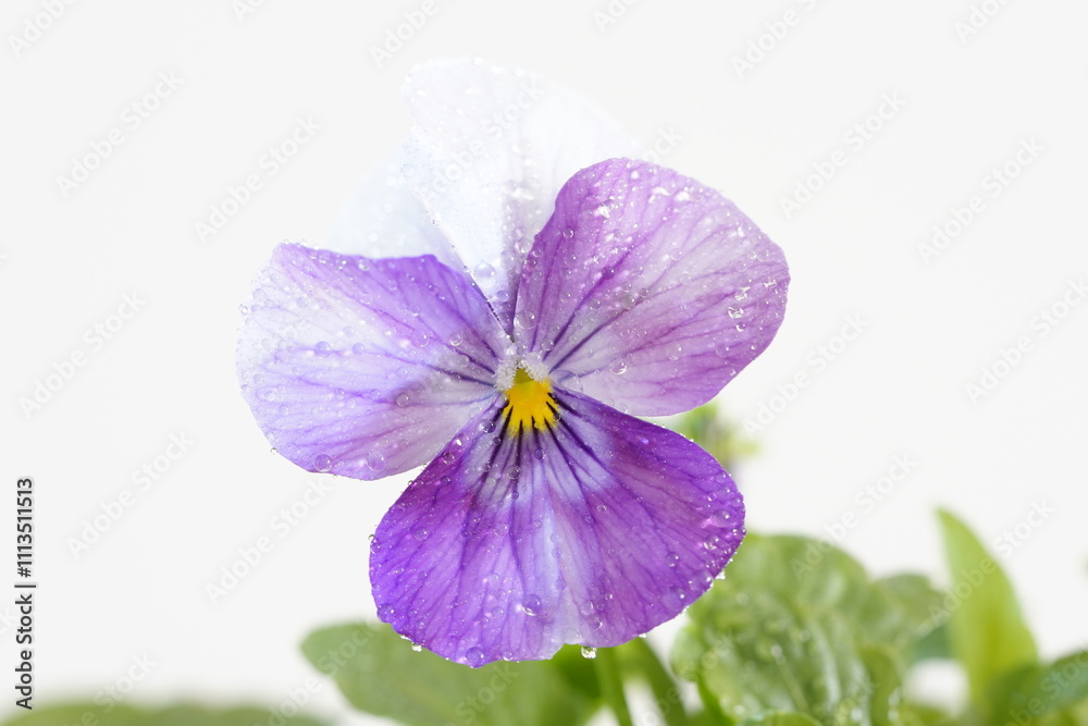 Obraz premium ビオラ （ピンクビーコン）