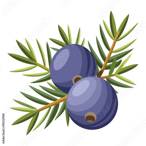 Watercolor Juniper Berry Isolated on White Background.