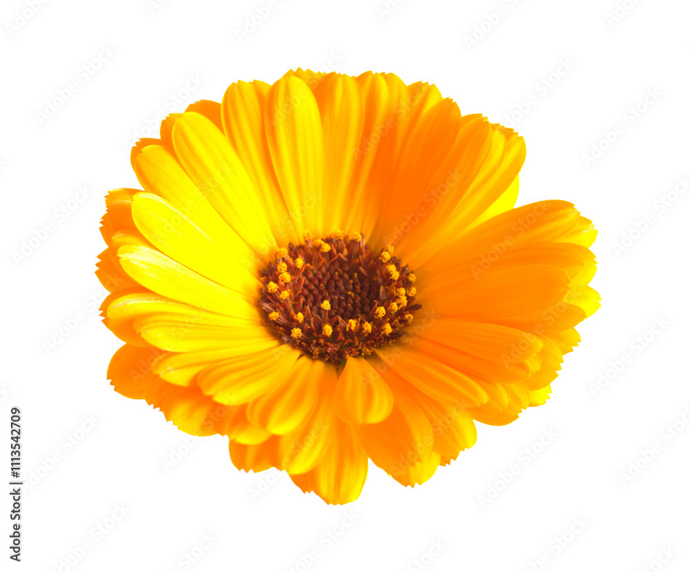 yellow marigold flowers on a white background yellow marigold flowers on a white background