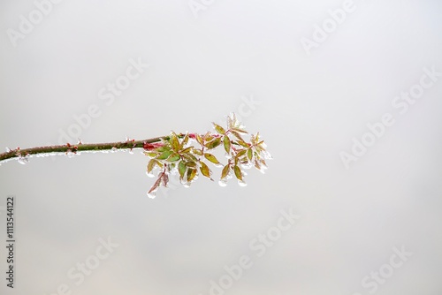 Ice crystals cling to the leaf tips, sparkling like diamonds.