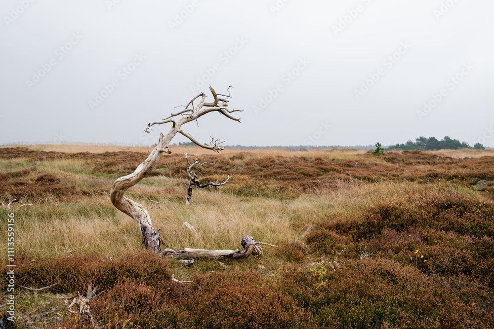 Withered tree with bent trunk in a harsh coastal environment with strong winds. Purple-flowered heather growing in the moorland. Open landscape with no people. Withered tree with bent trunk in a harsh coastal environment with strong winds. Purple-flowered heather growing in the moorland. Open landscape with no people.