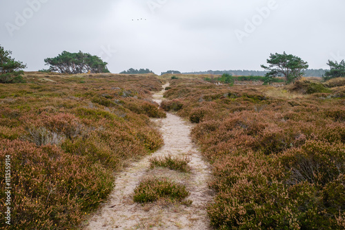 Path through an open landscape. Trekking in the Nordic moorland with bell heather in autumn.