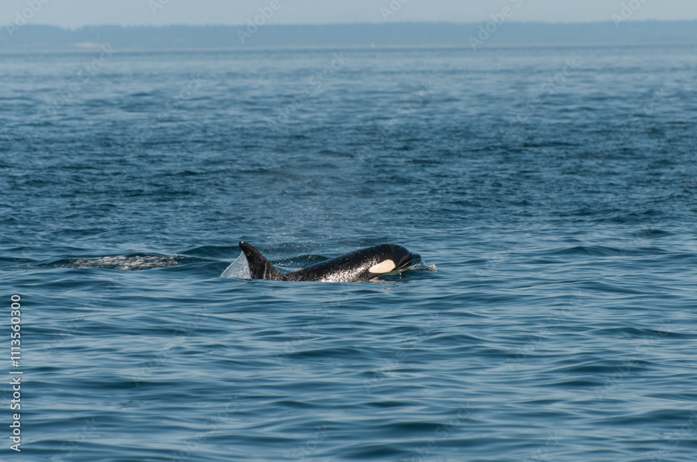 Fototapeta premium An orca surfacing in calm ocean waters under a clear sky
