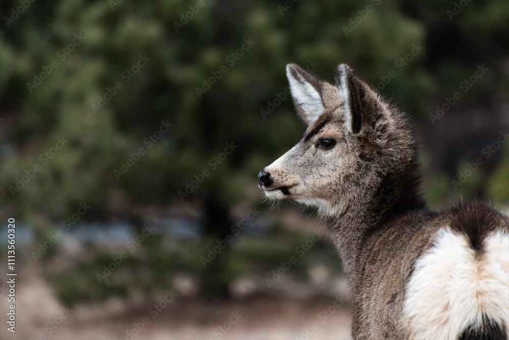 Close-up profile of a young deer in a forest setting Close-up profile of a young deer in a forest setting
