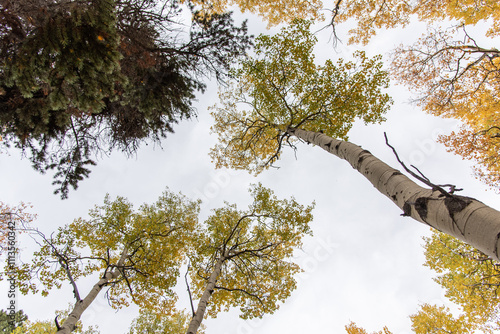 Upward view of tall aspen trees with golden autumn leaves photo