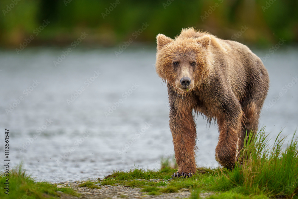 Fototapeta premium Katmai Brown Bear in the Brooks River