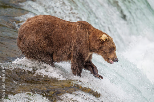 Wallpaper Mural Brooks Falls Fishing Grizzly Bear Torontodigital.ca