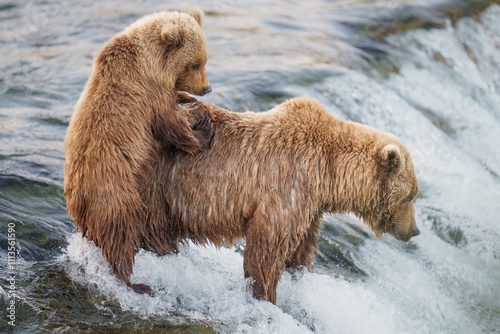 Wallpaper Mural Grizzly Mom and Cub Fishing Brooks Falls Katmai Torontodigital.ca