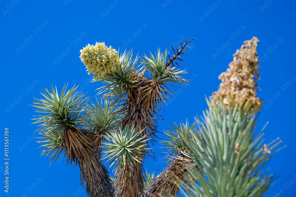 A spiny wild cactus plant in Tucson, Arizona A spiny wild cactus plant in Tucson, Arizona