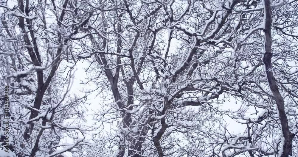 Detailed view of a frosty winter countryside featuring snow-covered trees and a calm atmosphere. The serene scene captures the untouched beauty and quietness of a snowy rural landscape. Detailed view of a frosty winter countryside featuring snow-covered trees and a calm atmosphere. The serene scene captures the untouched beauty and quietness of a snowy rural landscape.