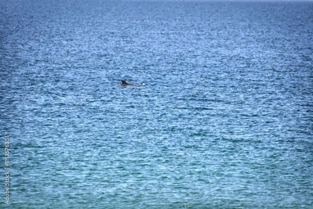 dolphin in sea