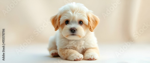 puppy on the floor