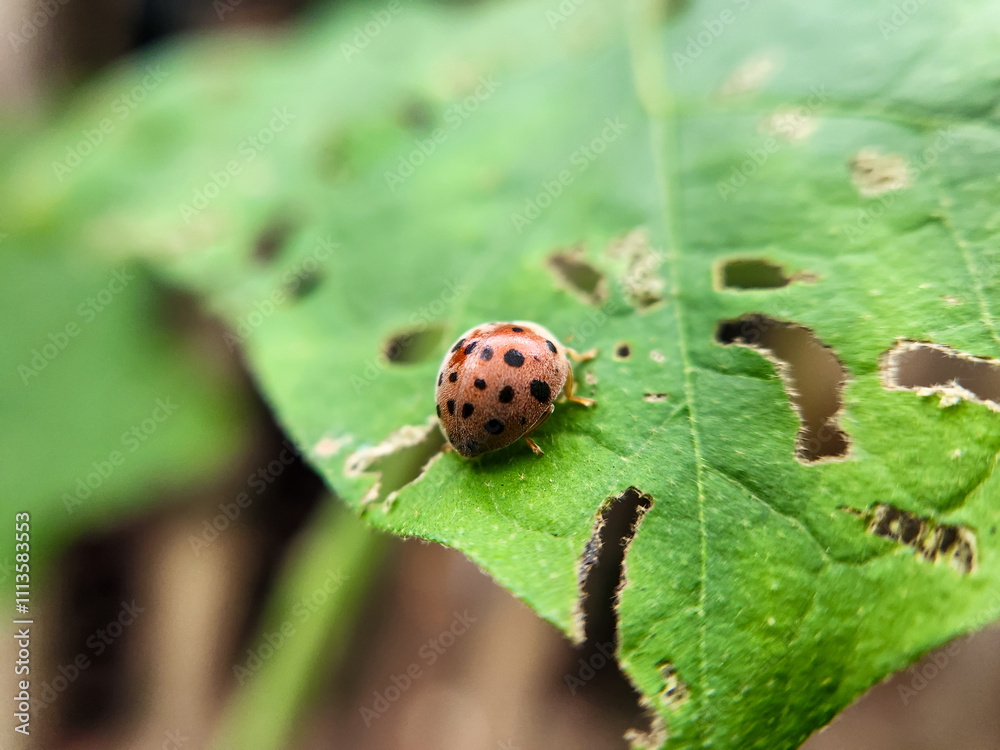 Ladybug on a green leaf, macro shot, shallow dof Ladybug on a green leaf, macro shot, shallow dof