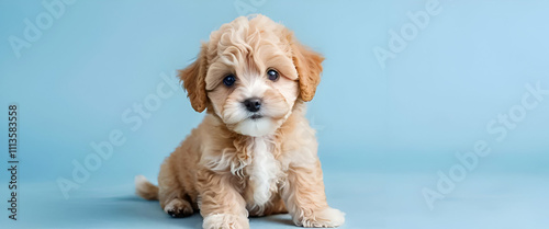 Cute maltipoo puppy  dog  on blue background with copy space.