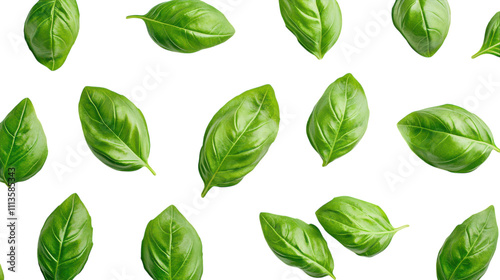 Lush green basil leaves are thoughtfully arranged against a bright white backdrop, showcasing their vibrant color and smooth texture