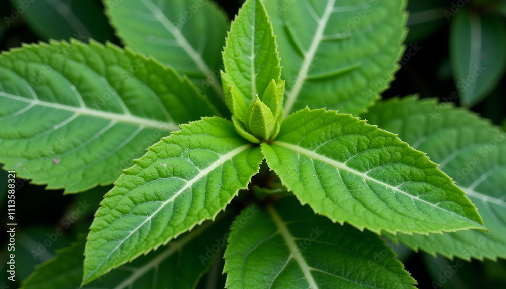 Lush green leaves showcase intricate patterns of nature in a vibrant garden setting during the spring Lush green leaves showcase intricate patterns of nature in a vibrant garden setting during the spring
