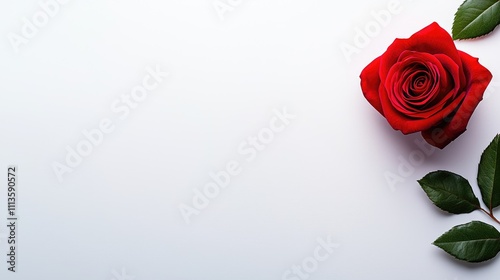 Elegant red rose on white background floral photography minimalist aesthetic studio setting close-up perspective love symbolism