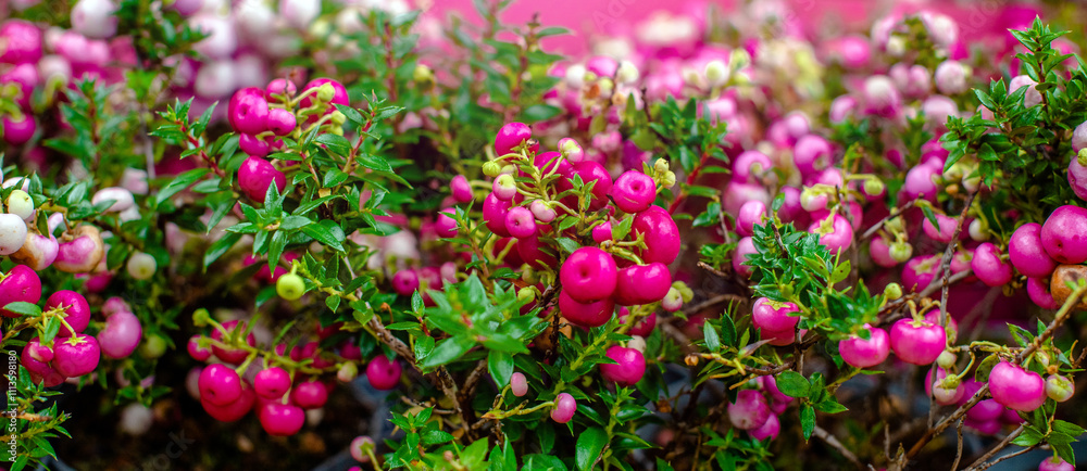 Pink gaulteria on a green natural background
Pink gaulteria on a green natural background