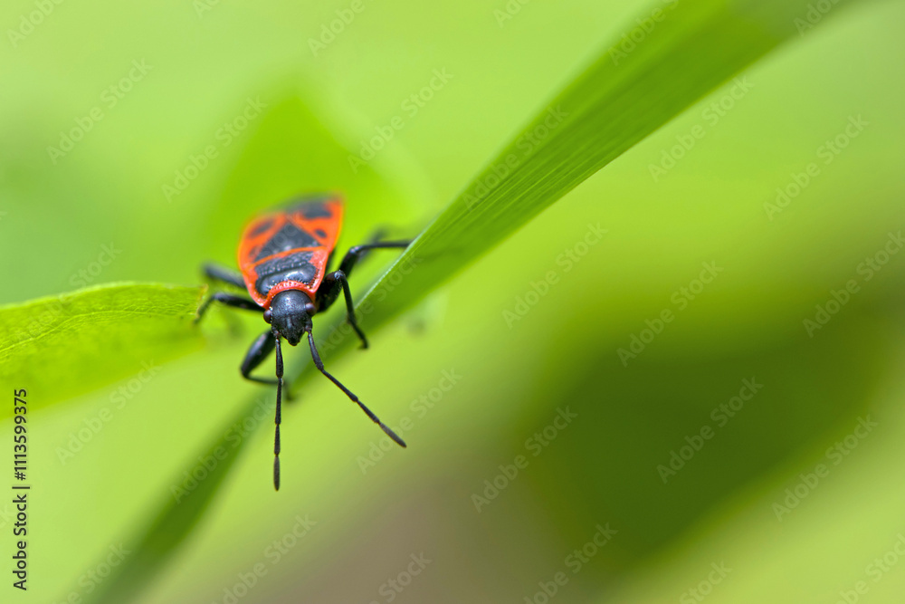 Fototapeta premium Spilostethus pandurus. Bug soldier on a green background close-up. macro nature. the insect sits on a branch. bright red beetle. red and black color. the first beetle in early spring. world of insects