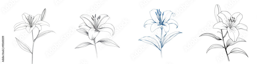 Obraz premium Elegant and delicate lily flowers in a minimalist sketch style with outline strokes This botanical showcases the beauty and graceful nature of these floral blooms in a monochrome