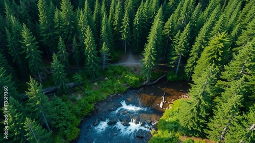 Aerial view of lush conifer forest taiga with stream, firs, cedars, brook, green trees, woods, view